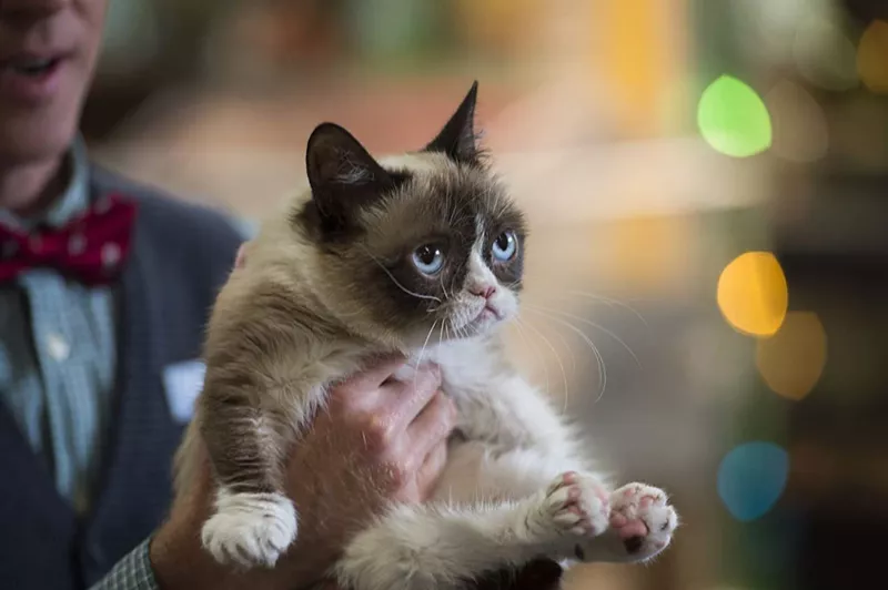 Grumpy Cat's Worst Christmas Ever