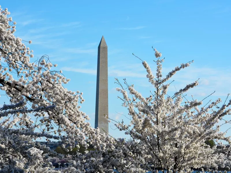 Cherry Blossom near Washington Monument