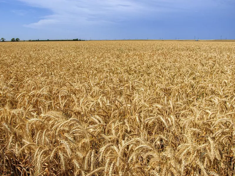 Field of wheat