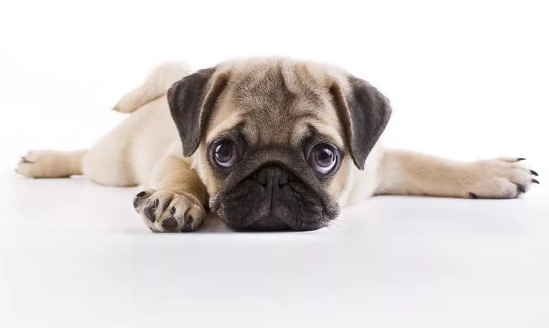 Pug