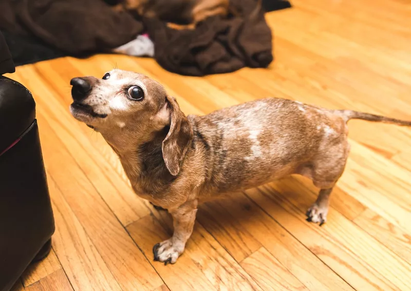 Old dachsund