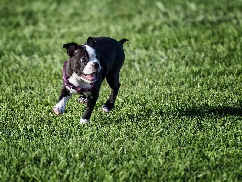 Boston Terrier