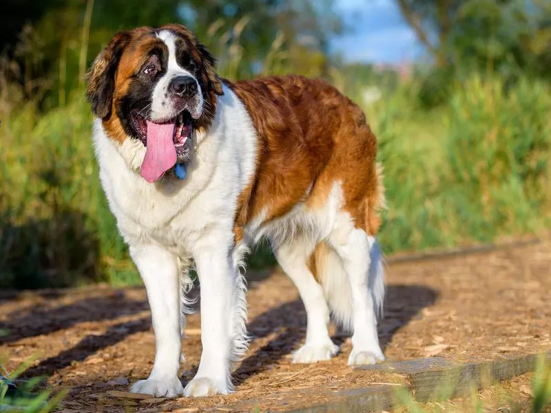 Saint Bernard