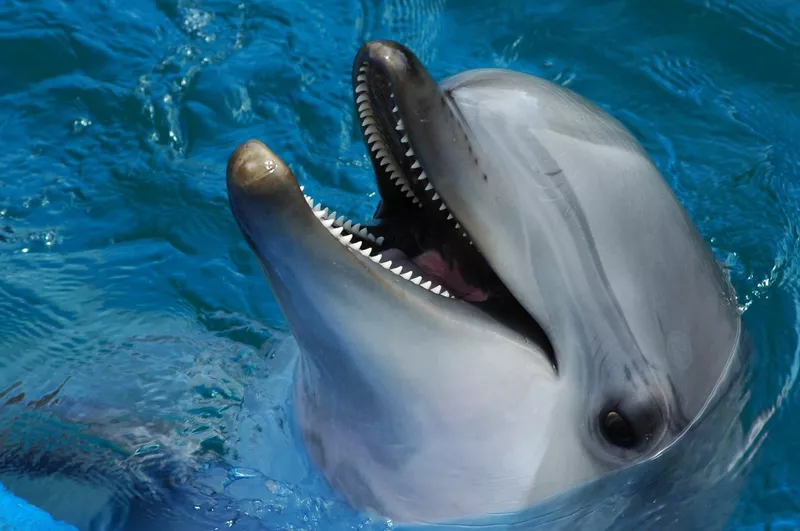 Bottlenose dolphin