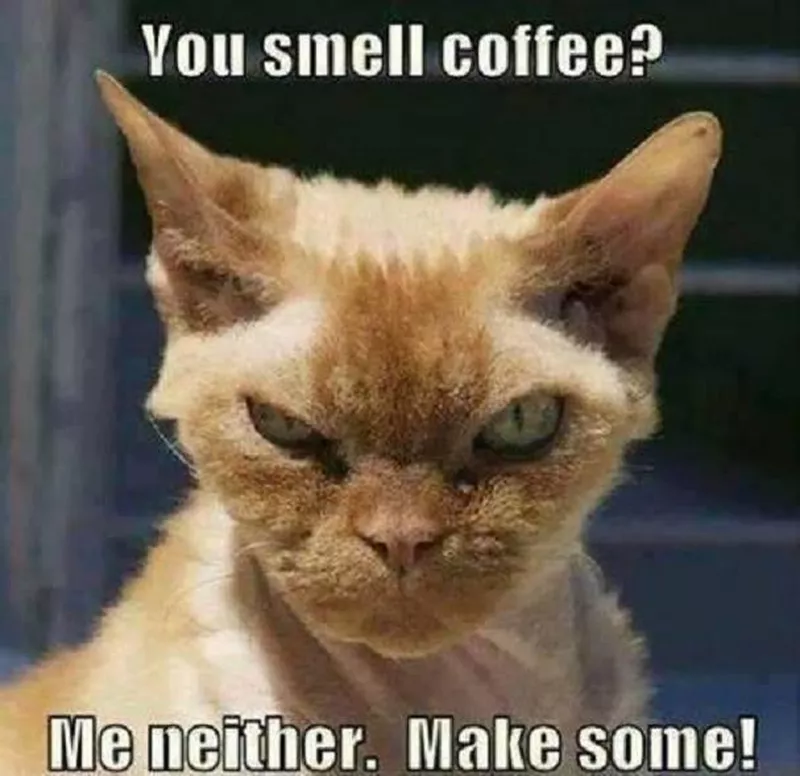 Cat demanding coffee meme