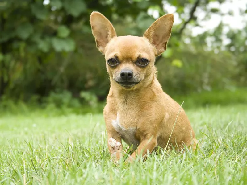 Chihuahua