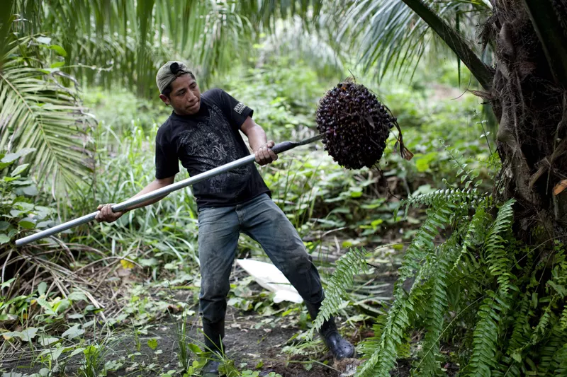 Palm oil in Guatemala