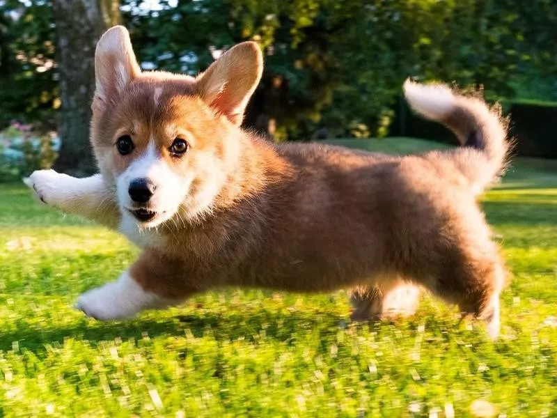 Pembroke Welsh Corgi