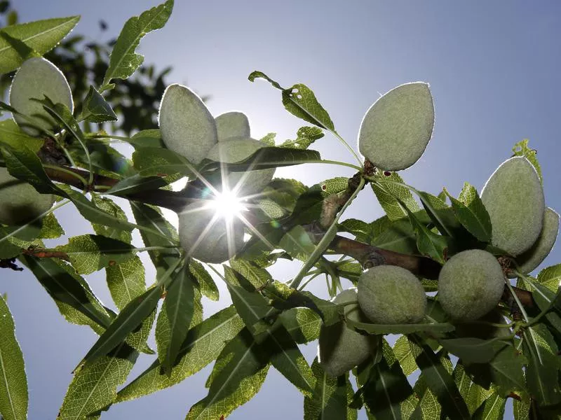 Almonds in California