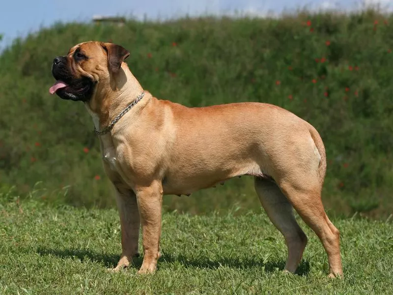 Bullmastiff