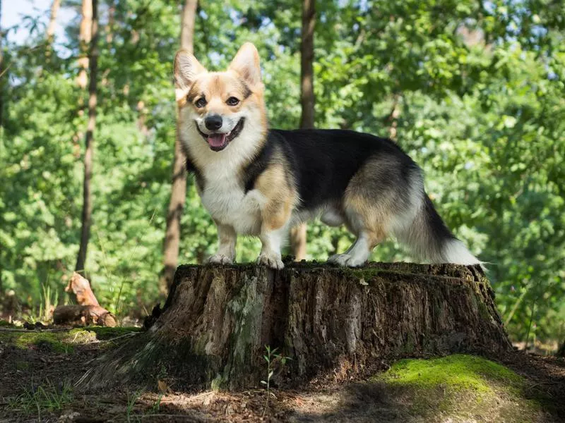 Pembroke Welsh Corgi