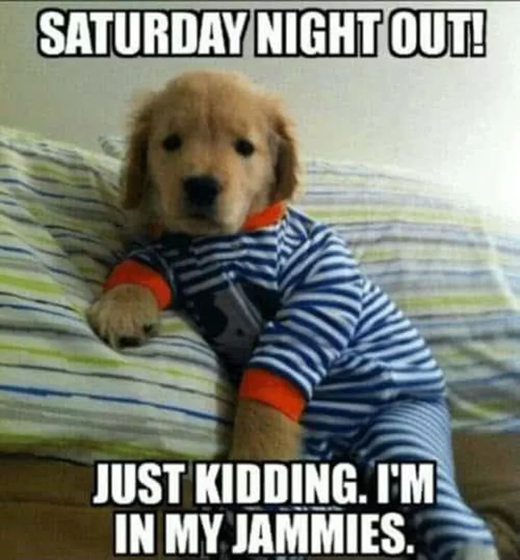 Puppy in pajamas