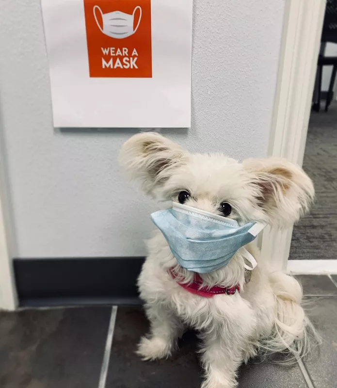 Dog wearing a mask