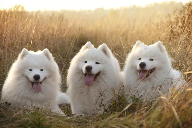 Samoyed