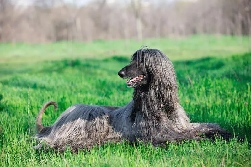 Afghan Hound