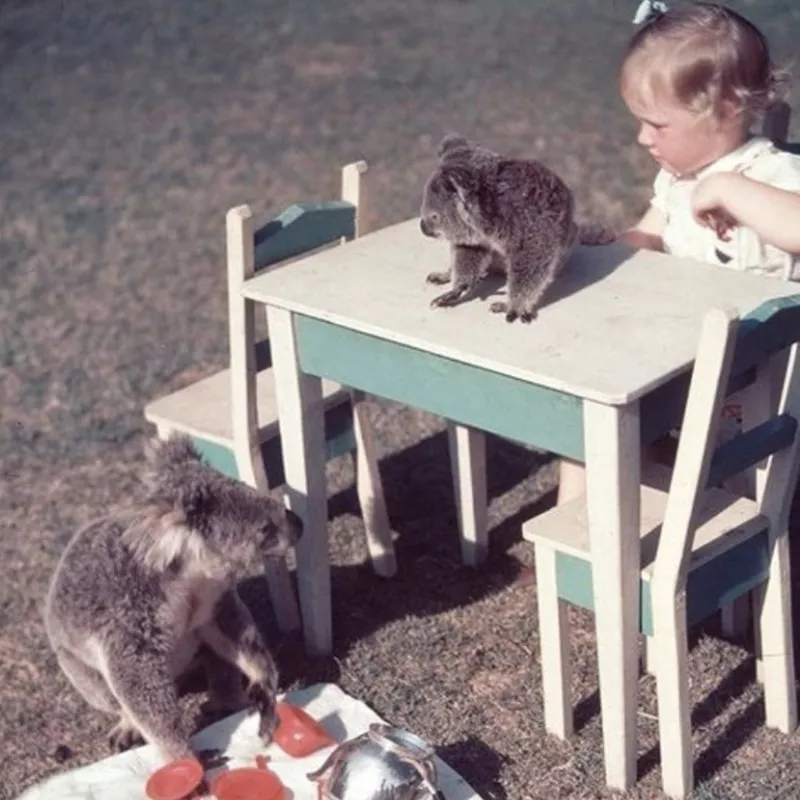 A Picnic with Koalas