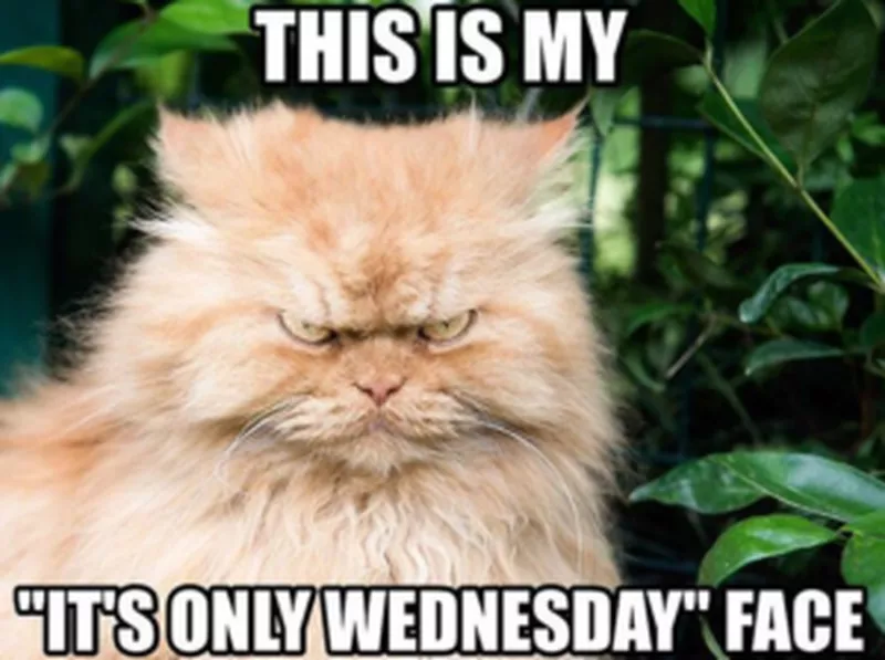 Angry cat Wednesday meme