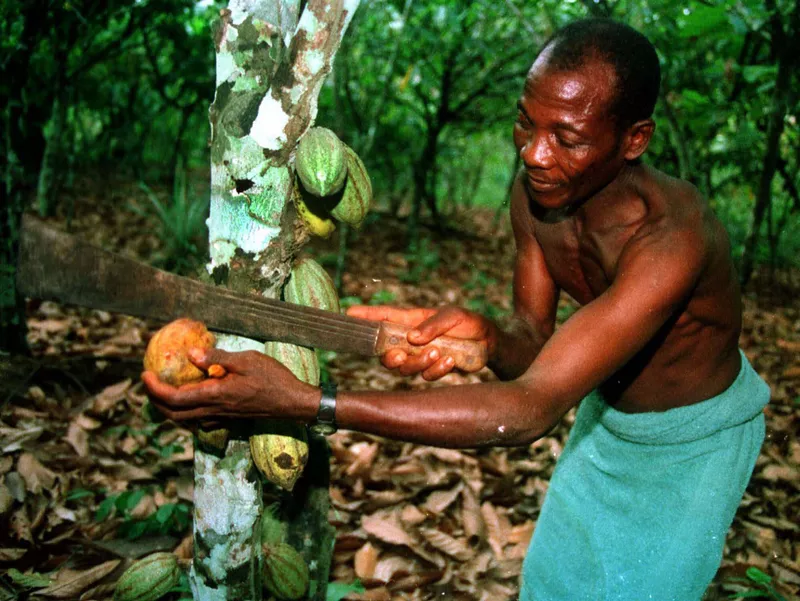 Pod of cocoa beans in Ivory Coast