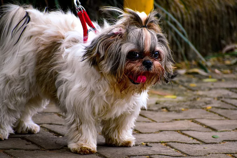 Shih Tzu