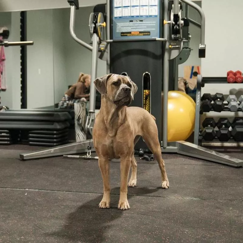 Patrick Mahomes' dog, Silver