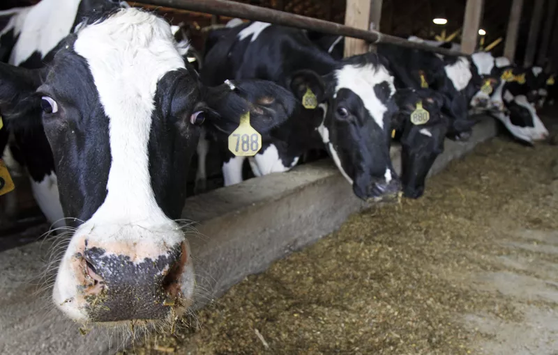 Cows in Vermont