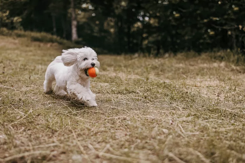 Maltese dog