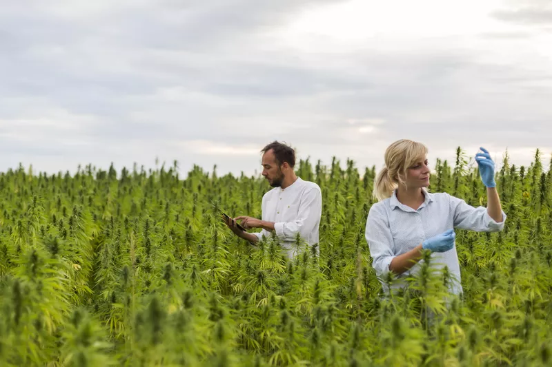 Two people observing CBD hemp plants