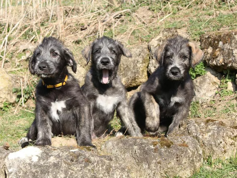 Irish Wolfhounds