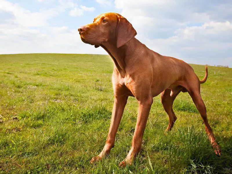 Vizsla