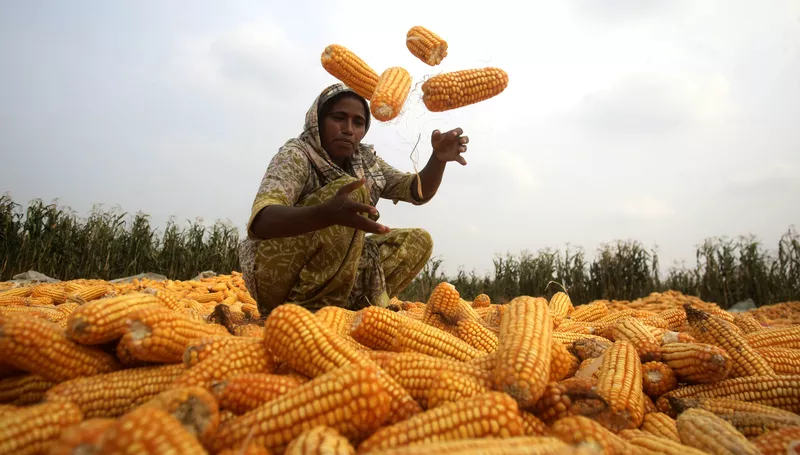 Corn in Pakistan