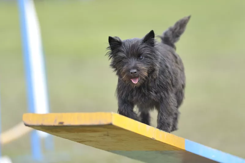 Cairn Terrier puppy