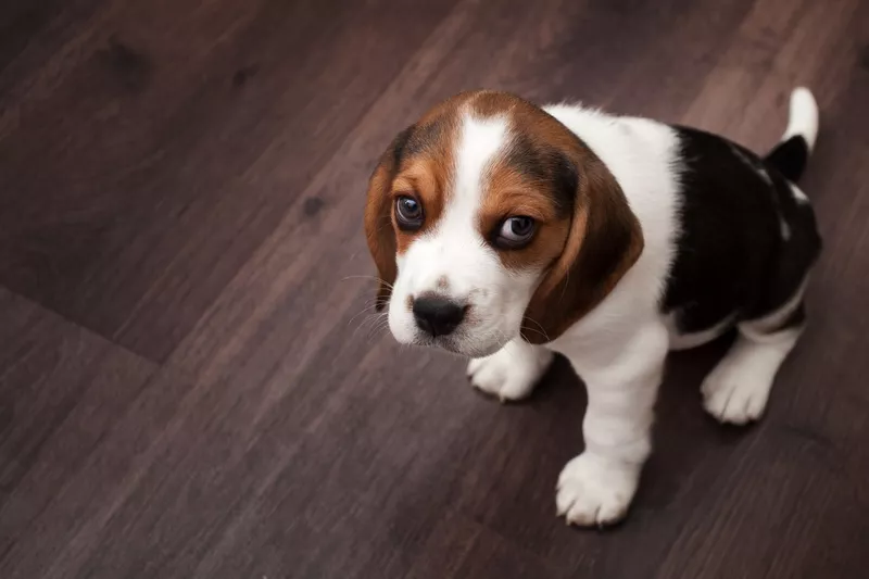 Beagle puppy