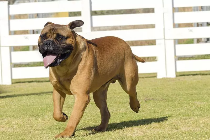 Bullmastiff