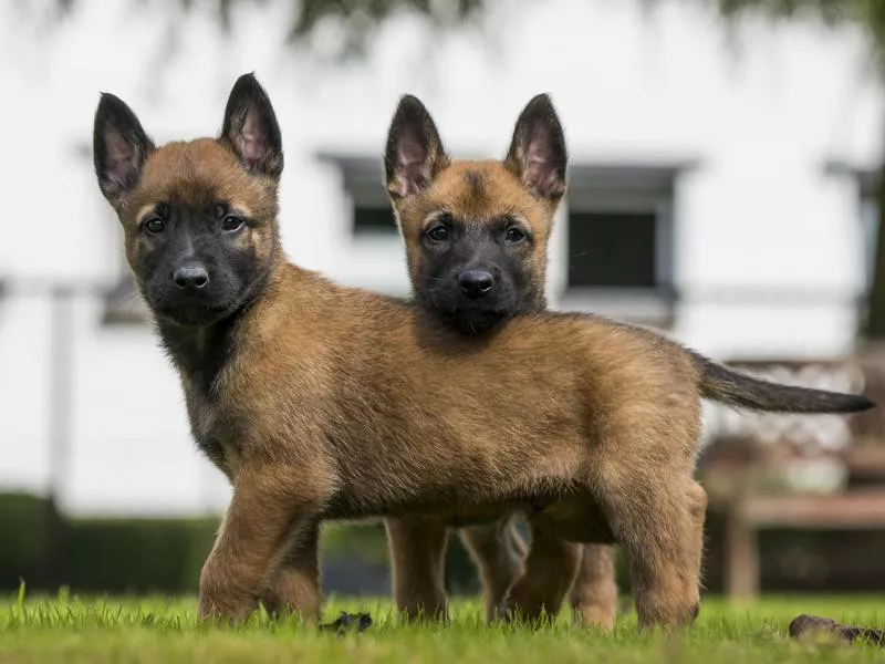 Belgian Malinois