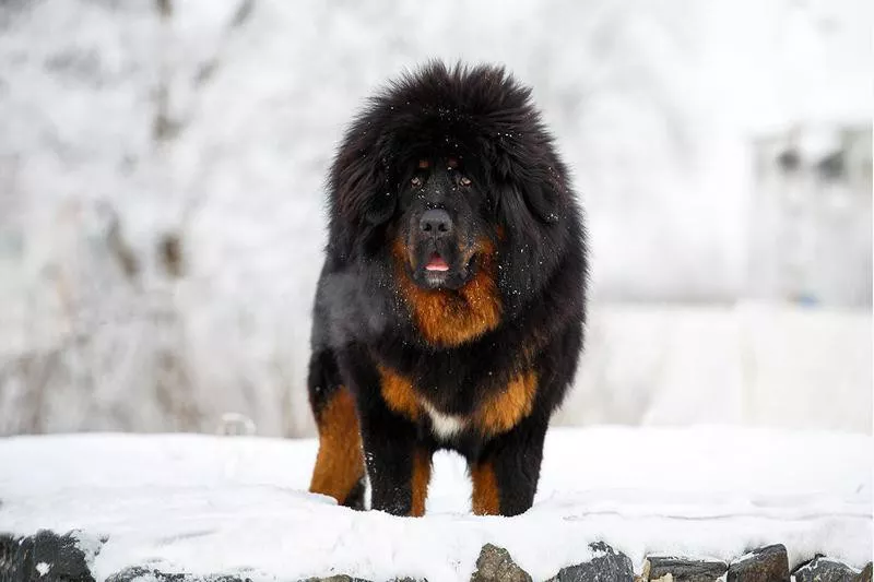 Tibetan Mastiff