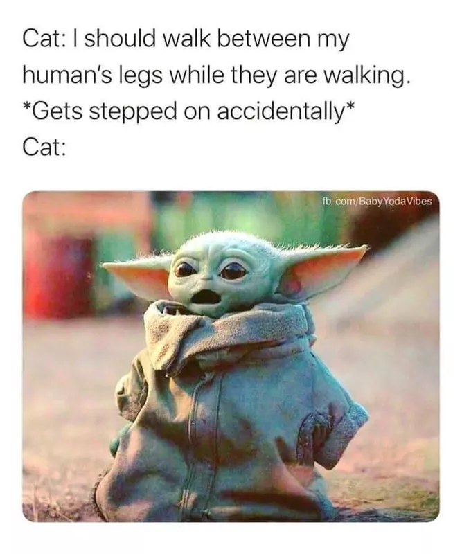 Baby Yoda cat meme