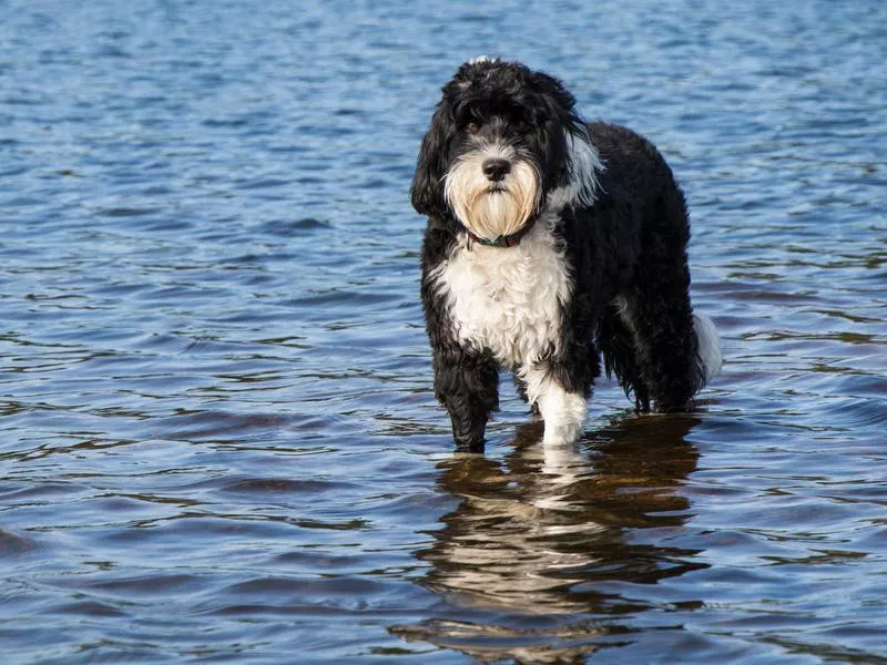 Portuguese Water Dog