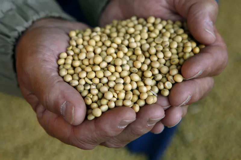 Soybeans in Iowa