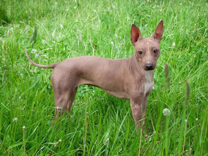 American Hairless Terrier