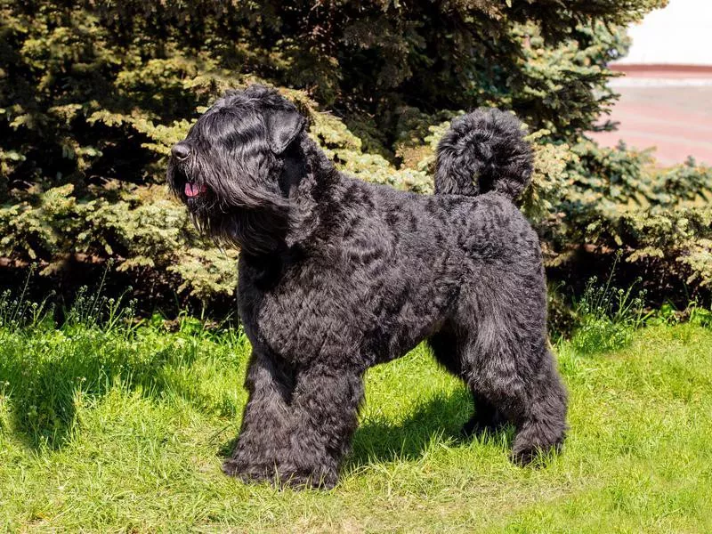 Bouvier des Flandres