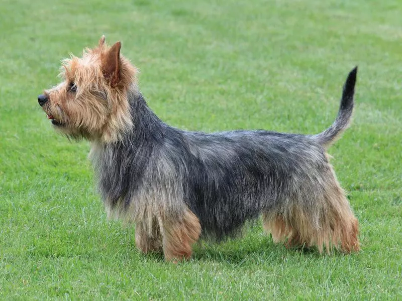 Australian Terrier