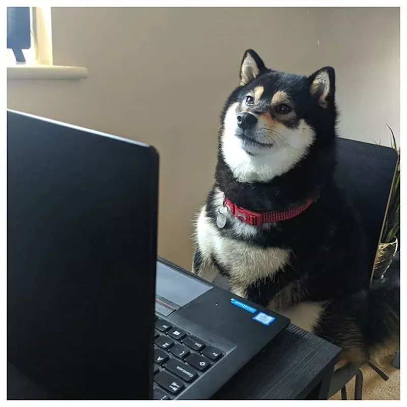 Shiba working from home