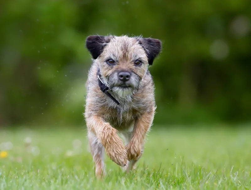 Border Terrier