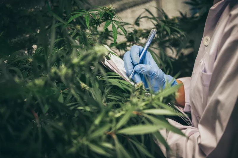 Scientist checking organic hemp wild plants