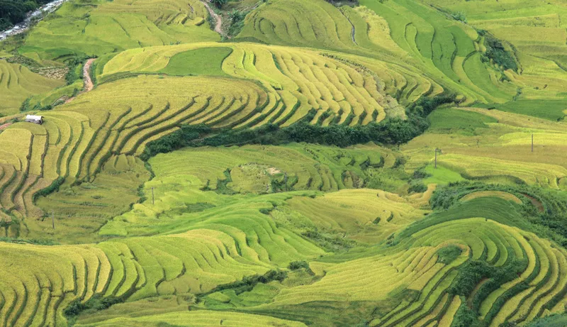 Rice fields in Vietnam