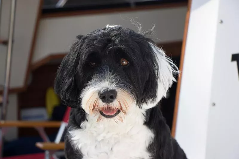 Portuguese Water Dog