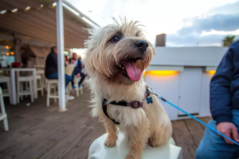 Cairn Terrier