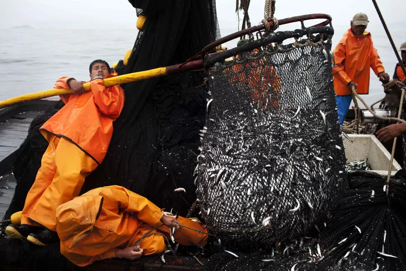 Anchovies in Pacific Ocean near Peru