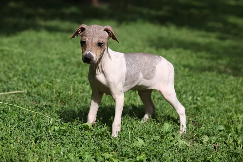 American Hairless Terrier puppy