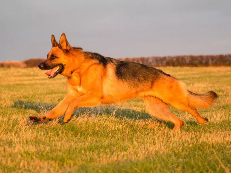 German Shepherd